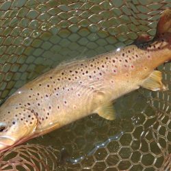 久しぶりの大安トラウトレイク